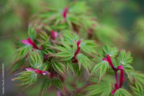 closeup on japanese maple sango kaku with leaf at heart and branches pink and...