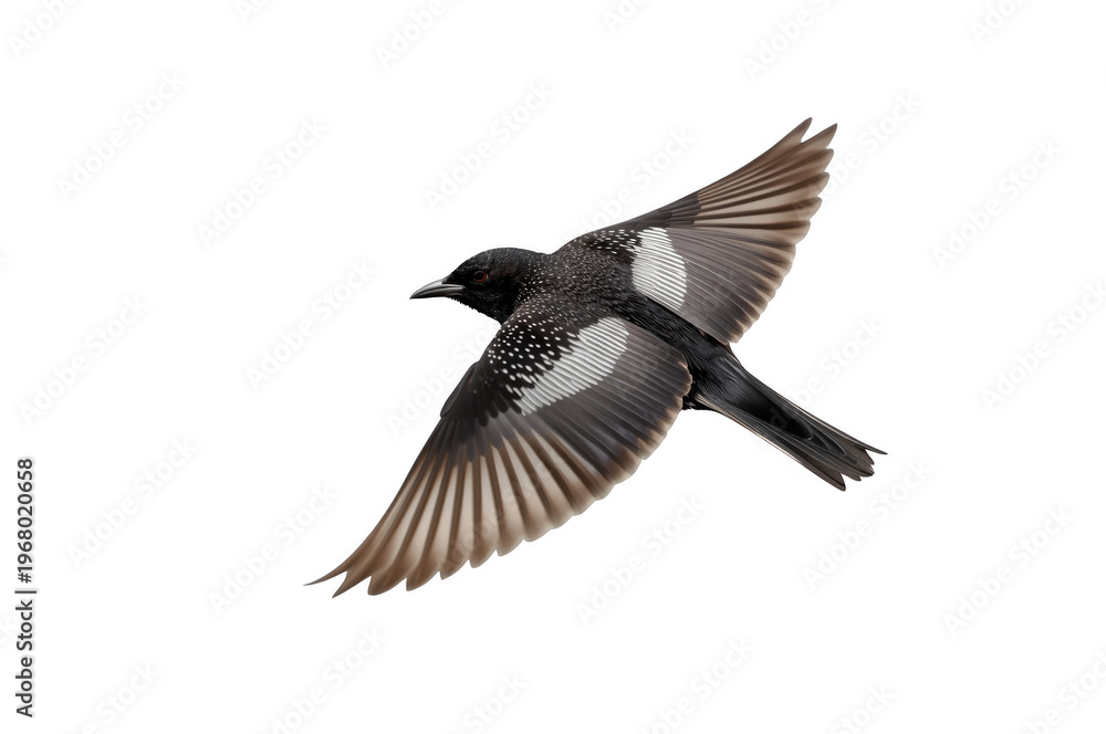 Fototapeta premium Bird in flight with spread wings flying