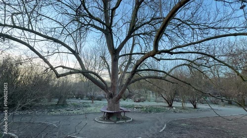 Wallpaper Mural White frost coats the bare trees and grass along a quiet garden path. This chilly morning scene creates a feeling of calm and silent wonder in the sleeping winter landscape. Torontodigital.ca