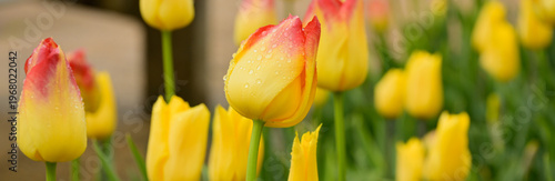 Parterre de tulipes jaune, avec le sommet rouge pour certaines, recouvertes de gouttes de pluie, format bannière