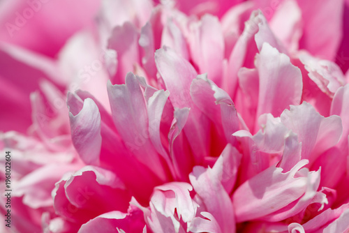 A close up of a pink flower with white petals