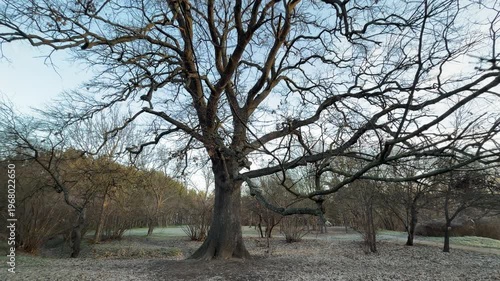 Wallpaper Mural A massive, century-old oak tree stands firmly in a frost-covered clearing within Salgirka Park. Its wide, gnarled branches reach out, creating a feeling of timeless protection and silent wonder. Torontodigital.ca