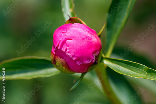 A small pink flower bud