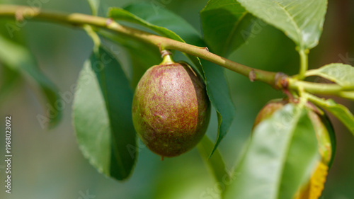A small green fruit is hanging from a tree