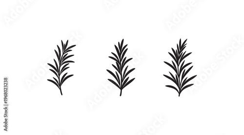 Three black silhouettes of rosemary leaves on white background for food and herb designs  simple and detailed illustrations