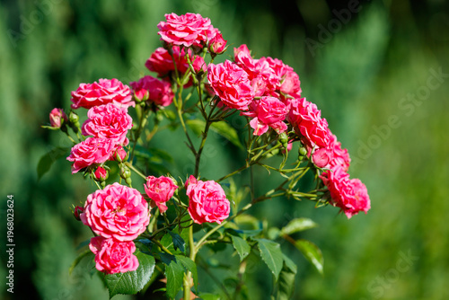 A bunch of pink flowers are on a plant