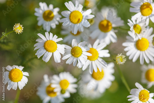 A bunch of white daisies with yellow centers