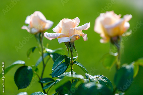 Three pink roses are in a garden