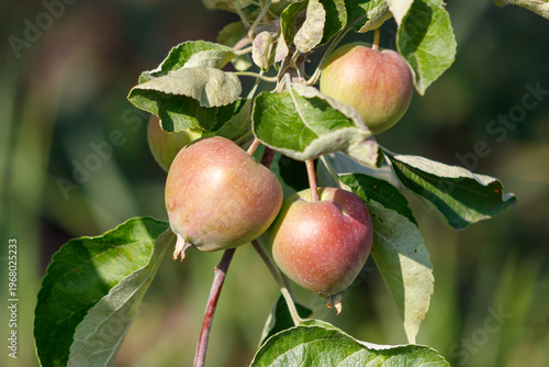 Close-up of red apples on branch with green leaves