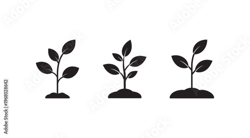 Three small plants growing in soil with leaves on white background  plant growth concept