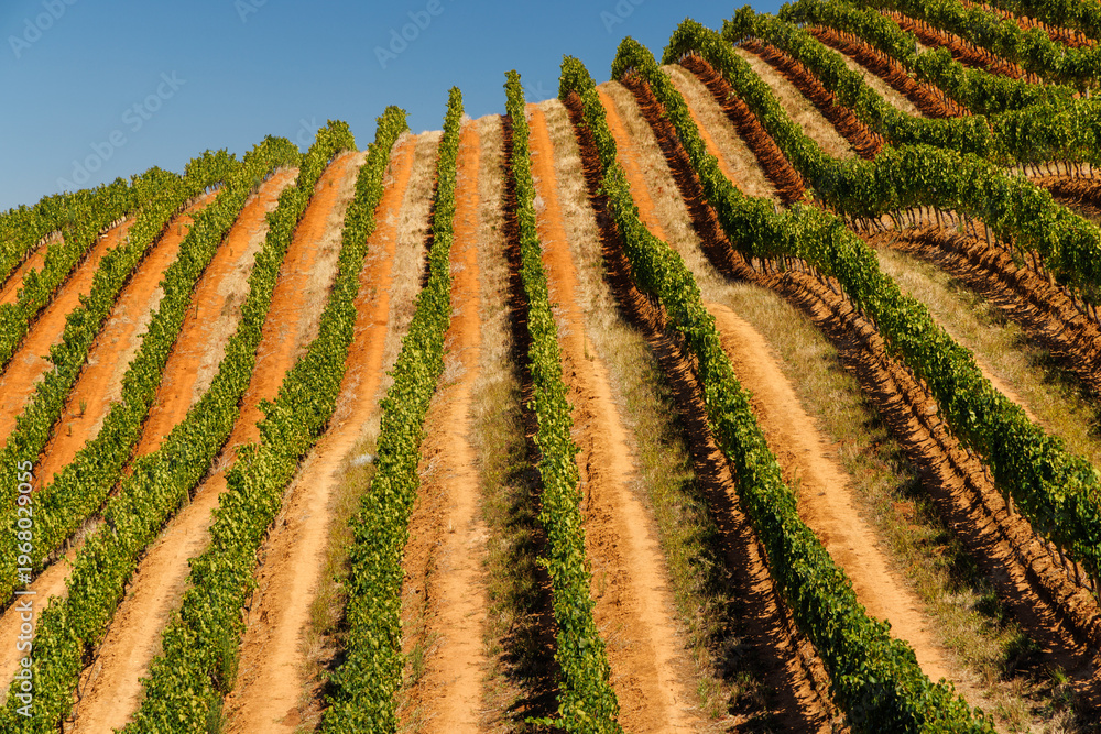 Fototapeta premium Sunlit vineyard rows in South Africa