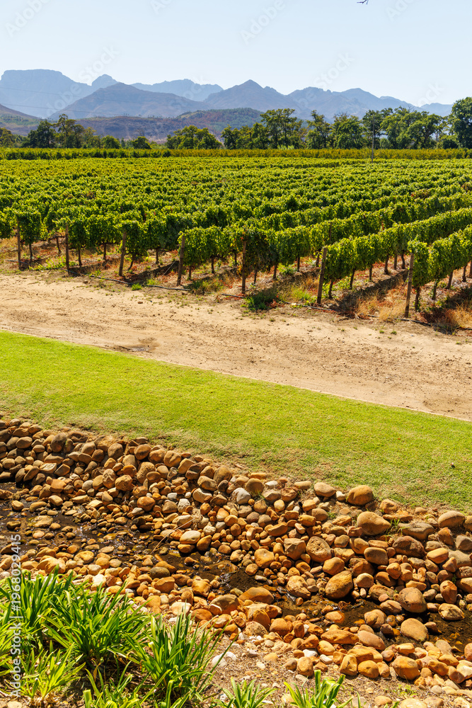 Fototapeta premium Sunlit vineyard in South Africa