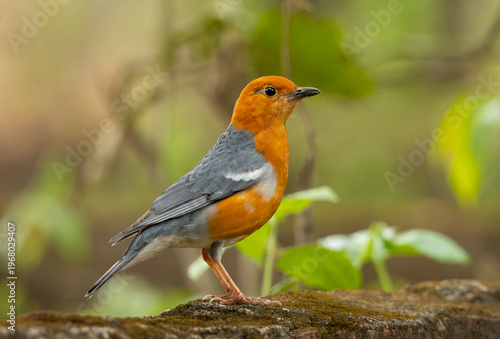 A orange-headed thrush (Geokichla citrina).