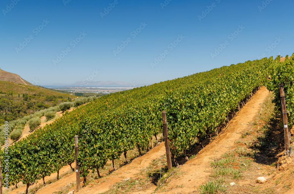 Fototapeta premium Sunlit vineyard rows in South Africa