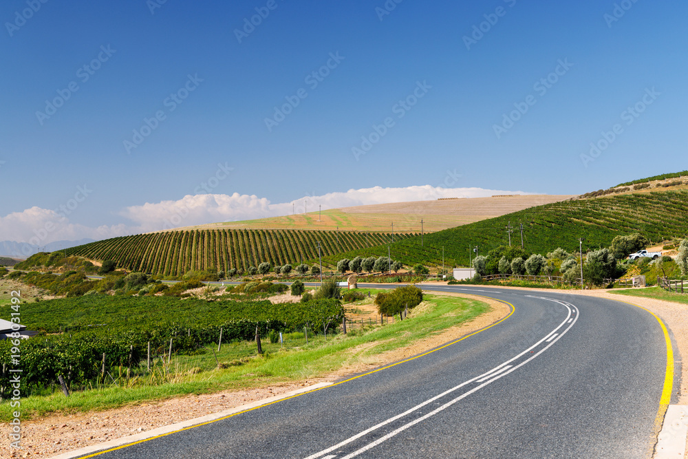 Fototapeta premium Sunlit vineyard rows with mountain backdrop