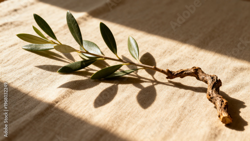 Olive Branch on Soft Beige Linen with Sunlight Shadows Minimal Natural Background