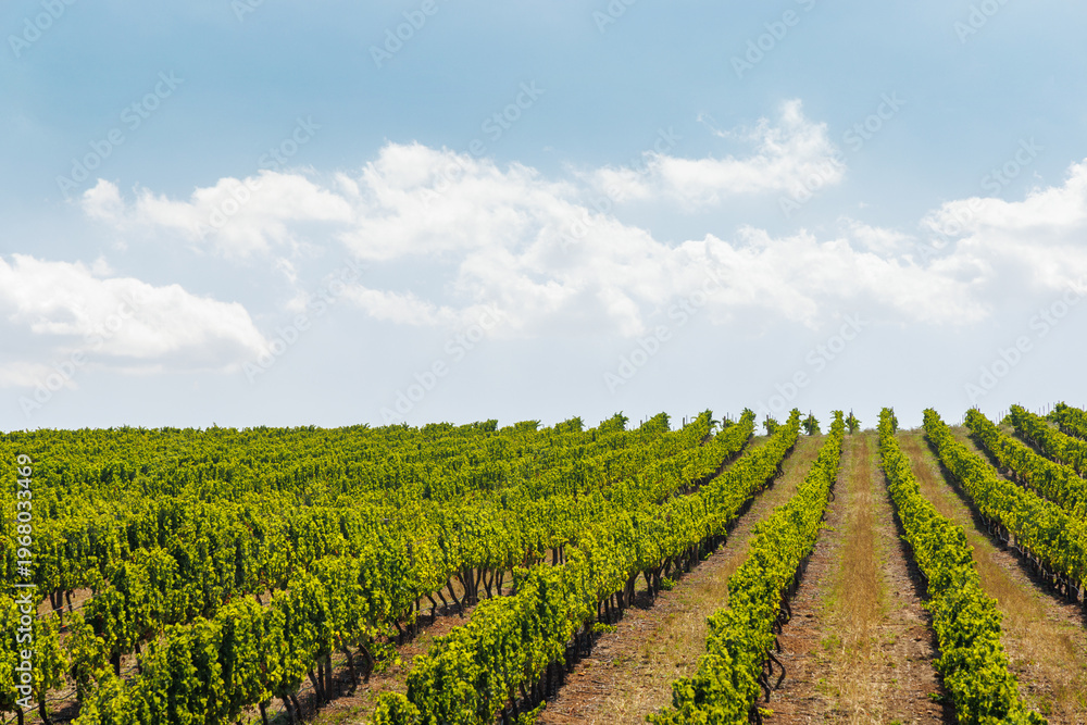 Fototapeta premium Sunlit vineyard rows in South Africa