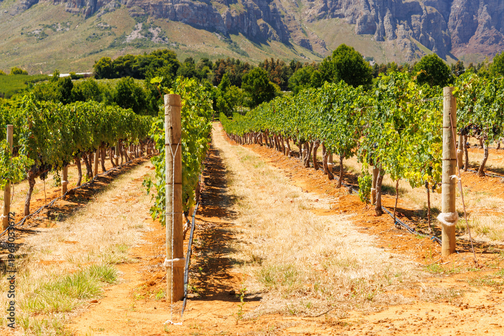 Fototapeta premium Sunlit vineyard rows with mountain backdrop
