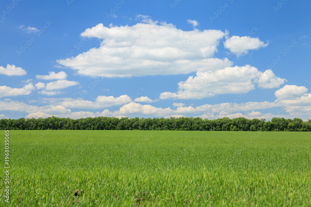 Fototapeta premium Sunny summer landscape with green field