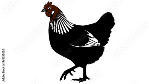 Black Chicken with White Neck Feathers Walking Isolated on White Background