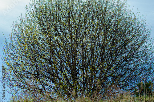 Early spring tree with first buds on branches