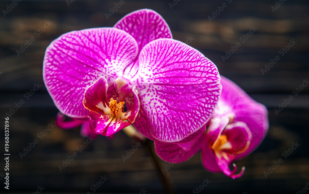 Fototapeta premium A branch of purple orchids on a brown wooden background 