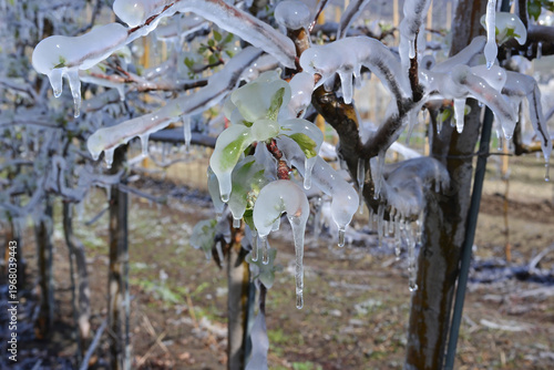 Ice Trees