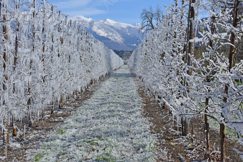 Trees covered in ice