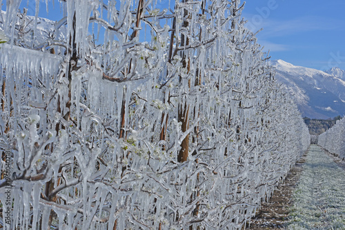 Trees covered in ice