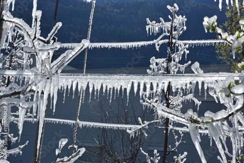 Trees covered in ice