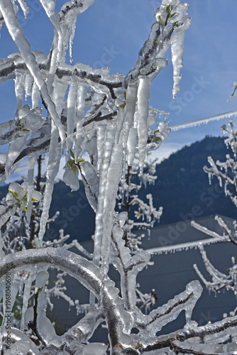 Trees covered in ice