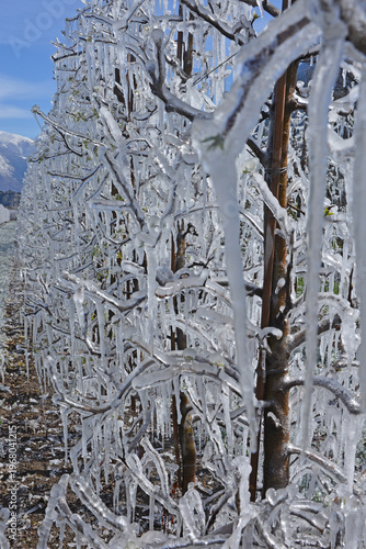 Trees covered in ice