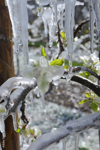 Trees covered in ice