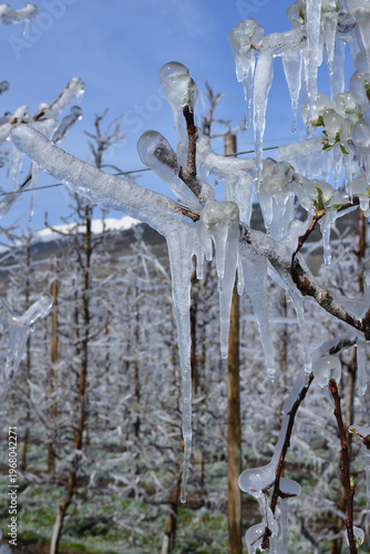 Ice Trees