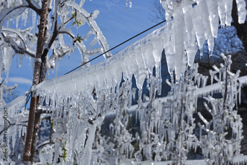 Trees covered in ice