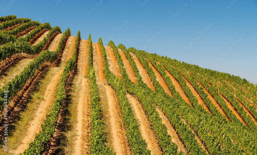 Fototapeta premium Sunlit vineyard rows in South Africa