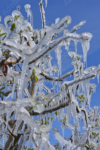 Trees covered in ice