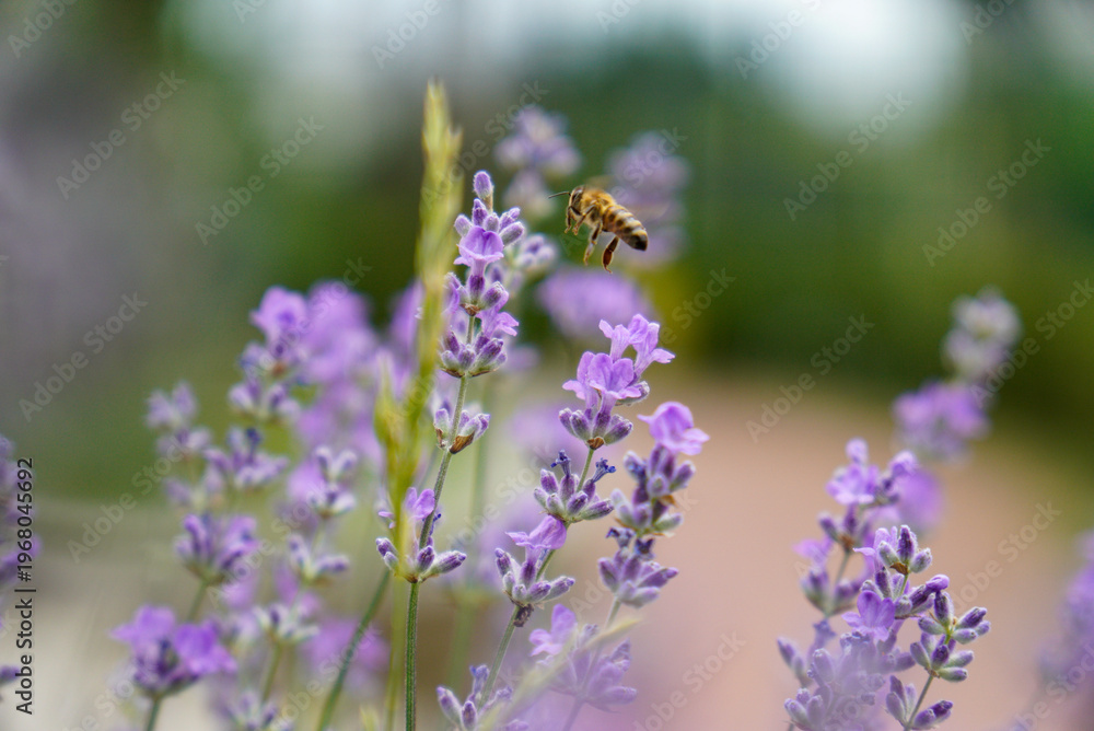 Obraz premium Close-up of a bee flying and collecting pollen from blooming lavender flowers. The image captures a delicate moment of pollination, highlighting the beauty of nature, vibrant purple blossoms.