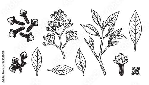 Cloves aromatic spice parts and leaf branches vector illustration for herbal and culinary projects