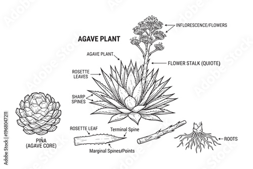 Detailed vector illustration of agave plant with labeled parts like piña rosette leaves and roots