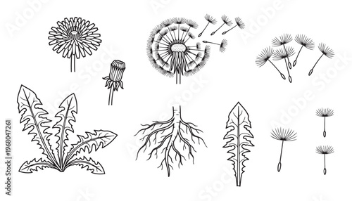 Dandelion plant parts vector illustration, showing flower, seeds, leaves, and roots