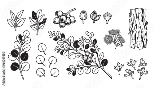 Eucalyptus plant elements vector illustration, leaves, branches, berries, flowers, and bark