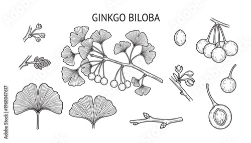 Ginkgo biloba tree branch with leaves, fruits and seeds vector illustration
