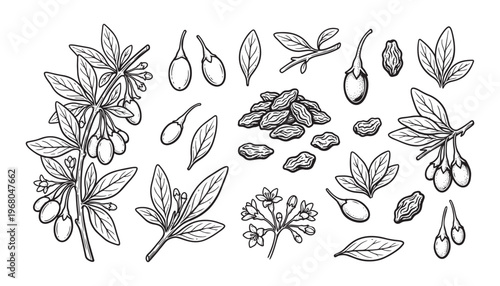 Goji berry plant branch with leaves, flowers, berries and dried berries vector