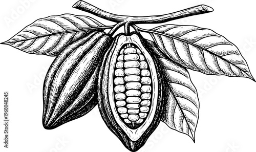 Detailed black and white engraving of a ripe cocoa pod split open revealing beans and leaves