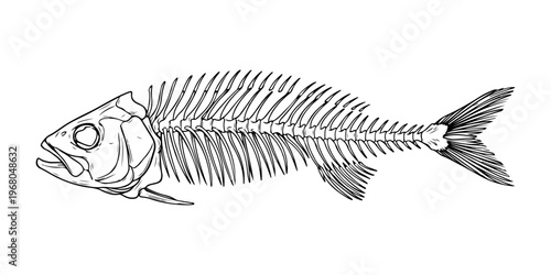 Fishbone line art vector illustration on white background ,Hand drawn outline black and white of a fish skeleton, showcasing its intricate bone structure