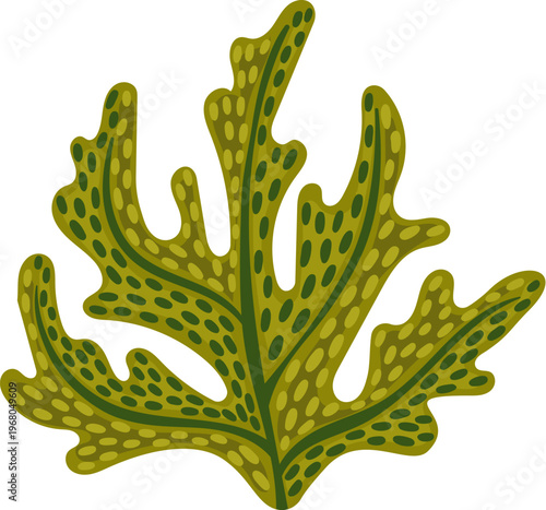 Ocean underwater flora spotted leaves seaweed algae. Ocean water algae leaf, aquarium life underwater isolated vector flora. Tropical sea bottom aquatic plant or coral reef landscape undersea seaweed