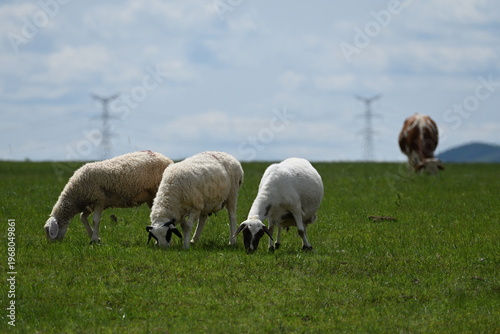 Canvas Print Three sheep graze contentedly on a sun-drenched grassland, their wool glowing in the golden light as gentle breezes rustle the endless green pastures