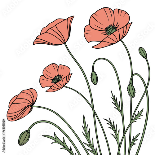 A delicate illustration showcases vibrant red poppies with slender green stems and unopened buds presented on a clean white background