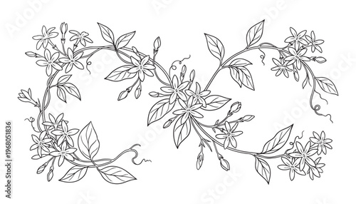 Beautiful jasmine flower vector illustration borders, delicate floral design elements for decor
